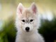 chiot sibérien husky déjà disponible pour adoption 
