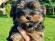 chiot Yorkshire terrier disponible 