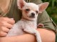 chiot chihuahua femelle a donner 