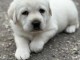 Chiot golden retriever mâle a donner 