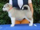 Chiots Malamute d