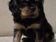 Bébé chiot cavalier king charle femelle a donner 
