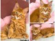 Chaton maine coon mâle a donner 