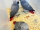 Magnifique PERROQUETS GRIS DU GABON à adopter 