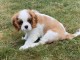 chiot cavalier king charle femelle a donner 