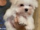 bébé chiot bichon maltais à donner 