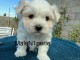 bébé chiot bichon maltais à donner 