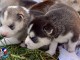 adoption chiot husky sibérien mâle 