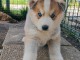 chiot sibérien husky déjà prêts pour adoption 