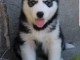 je donne des chiots husky sibérien 