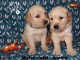 chiot golden retriever mâle a donner 