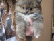 chiot type spitz nain disponible 