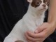 chiot chihuahua femelle a donner 