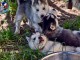chiot husky sibérien à donner 