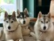 chiot husky sibérien à donner 