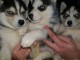 adoption chiot husky sibérien adorable 