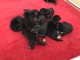 Dons chiot berger allemand disponible 