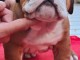 bébé chiot bulldog anglais mâle 