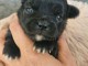 bébé chiot chihuahua femelle et mâle disponible 