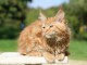 Maine coon mâle a donner 