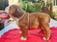 chiot bulldog anglais mâle 