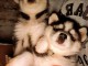 chiot husky sibérien mâle a donner 