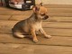  Chiots Chihuahua o offrir