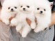 Chiots Poméraniens Pure Race