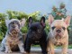 Super chiots Bouledogue Français à vendre