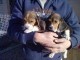 Chiots Beagle, domestiqués socialement