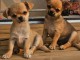Chiots Chihuahua o offrir