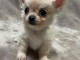 Chiots Chihuahua a donner 