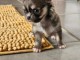 Chiots CHIHUAHUA  a donner 