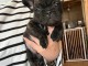 Adoption chiot bouledogue français 