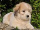  chiot coton tulear a donner
