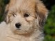   chiot coton tulear a donner 