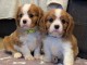 Cavalier King Charles à adopter 