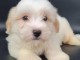 chiot coton tulear a donner 
