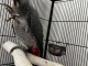 ‎Perroquet Gris du Gabon à donner