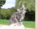 Dons chaton maine coon disponible 