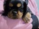 adoption chiot cavalier king charle disponible 