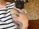 chiot bouledogue français à donner 