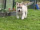 Chiot husky sibérien mâle a donner 