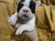 Bébé chiot bouledogue français disponible 