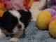 chiot Shih Tzu a donner 