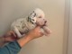 chiot dalmatien a donner 