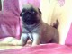 Bébé chiot type carlin à adopter mâle 