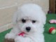 Bébé chiot bichon frisé femelle disponible 