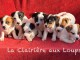 Je donne chiot jack ressel disponible 