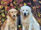 Chiot golden retriever mâle a donner 